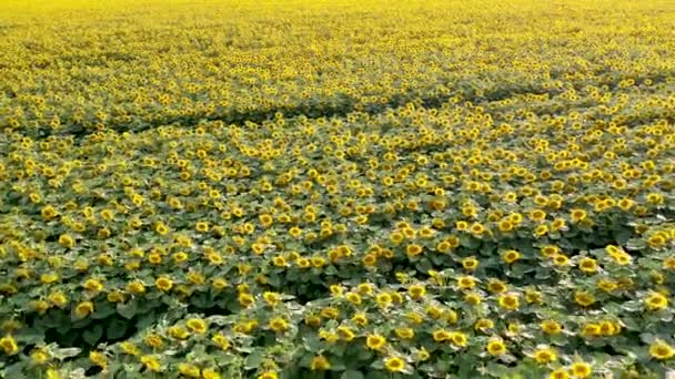 Luchtfoto, vliegend over een veld met zonnebloemen, op een heldere zomerdag — Stockvideo