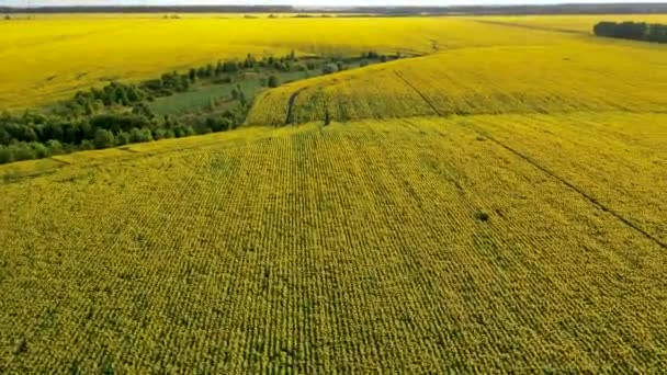 Luchtfoto, vliegend over een veld met zonnebloemen, op een heldere zomerdag — Stockvideo