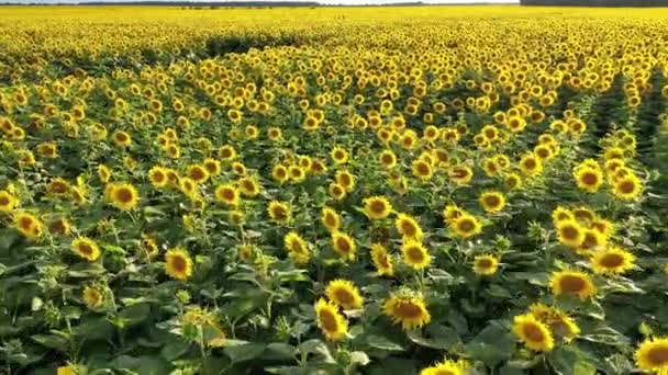 Luftaufnahme, die über ein Feld mit Sonnenblumen fliegt, an einem klaren Sommertag — Stockvideo