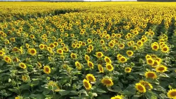 Vista aérea, sobrevoando um campo com girassóis, em um dia claro de verão — Vídeo de Stock