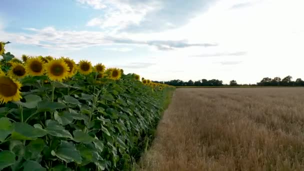 Ayçiçekleri Ile Tarlaların Üzerinde Uçan Drone Havadan Görünümü — Stok video