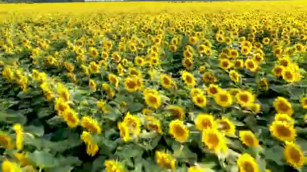 Vue aérienne du drone survolant les champs avec des tournesols 