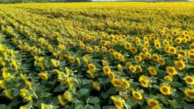 Ayçiçekleri ile tarlaların üzerinde uçan drone havadan görünümü