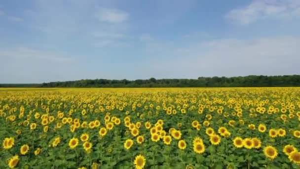 Vue Aérienne Drone Survolant Les Champs Avec Des Tournesols — Video