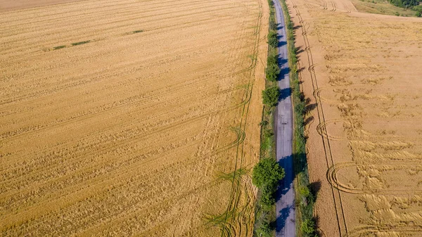 Colheita de trigo destruída por uma tempestade. Manhã paisagem de verão — Fotografia de Stock