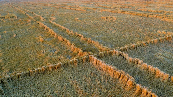 Colheita de trigo destruída por uma tempestade. Manhã paisagem de verão — Fotografia de Stock