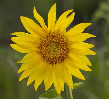 Genç ayçiçeği yaklaş, yumuşak odaklan