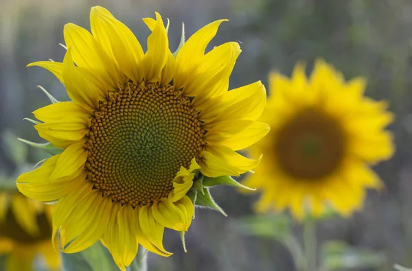 Молода квітка соняшнику крупним планом, м'який фокус — стокове фото