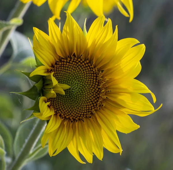 Молода квітка соняшнику крупним планом, м'який фокус — стокове фото