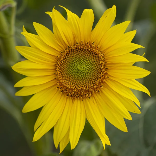 Young sunflower flower close up, soft focus