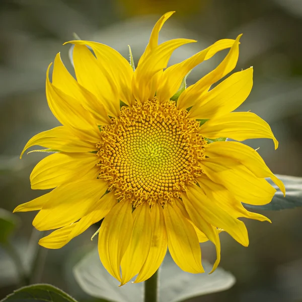 Young sunflower flower close up, soft focus