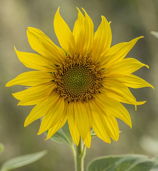 Young sunflower flower close up, soft focus