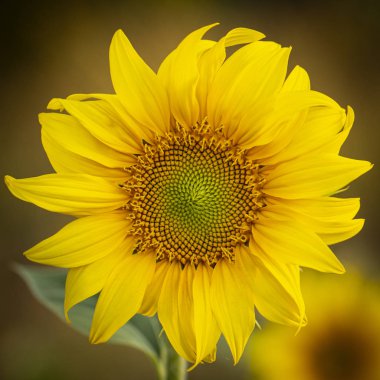 Genç ayçiçeği yaklaş, yumuşak odaklan