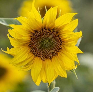 Genç ayçiçeği yaklaş, yumuşak odaklan