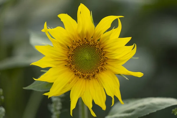 Young sunflower flower close up, soft focus