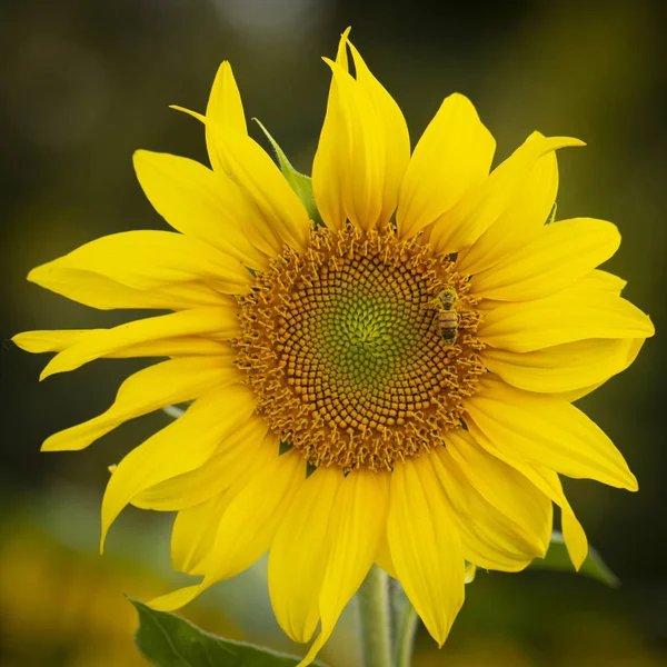 Young sunflower flower close up, soft focus