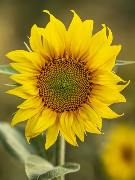 Young sunflower flower close up, soft focus