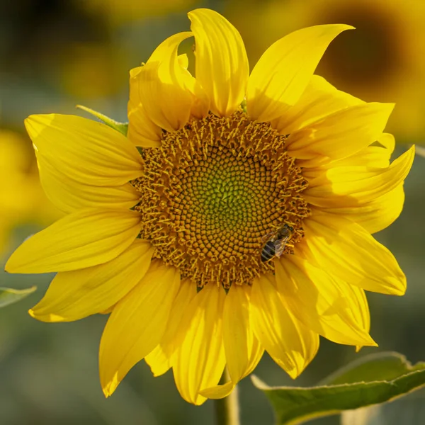 Young sunflower flower close up, soft focus