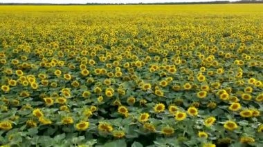 Ayçiçekleri ile tarlaların üzerinde uçan drone havadan görünümü