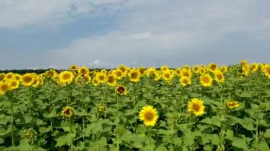 Ayçiçekleri ile tarlaların üzerinde uçan drone havadan görünümü