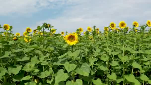 Vista Aérea Del Dron Volando Sobre Los Campos Con Girasoles — Vídeos de Stock