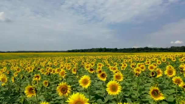 Vue aérienne du drone survolant les champs avec des tournesols 