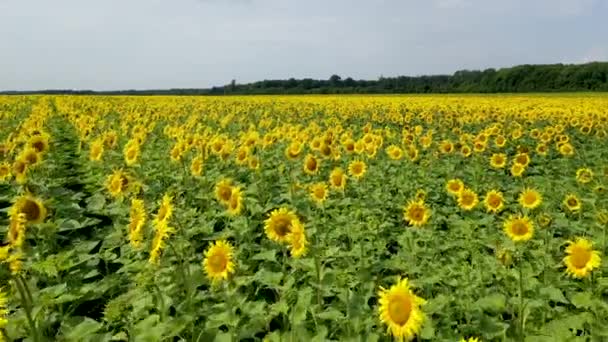 Vue aérienne du drone survolant les champs avec des tournesols 