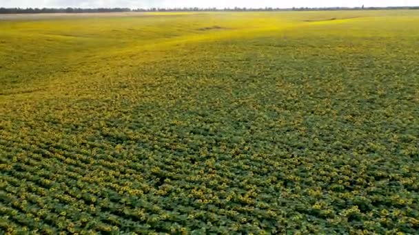 Vista Aérea Del Dron Volando Sobre Los Campos Con Girasoles — Vídeo de stock