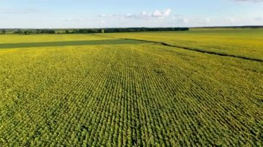 Ayçiçekleri ile tarlaların üzerinde uçan drone havadan görünümü