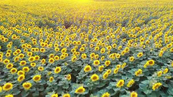 Luftaufnahme Einer Drohne Die Mit Sonnenblumen Über Die Felder Fliegt — Stockvideo