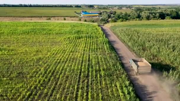 Vista Aérea Del Dron Volando Sobre Los Campos Con Girasoles — Vídeo de stock