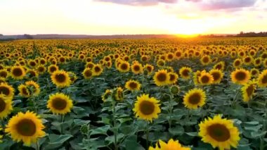 Ayçiçekleri ile tarlaların üzerinde uçan drone havadan görünümü