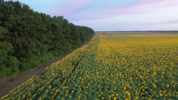 Vista Aérea Del Dron Volando Sobre Los Campos Con Girasoles — Vídeo de stock