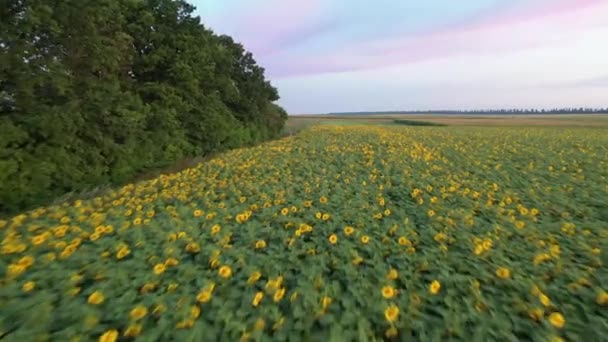 Vista Aérea Del Dron Volando Sobre Los Campos Con Girasoles — Vídeo de stock