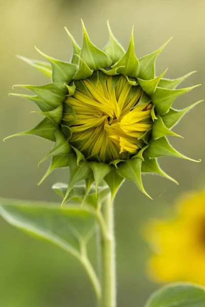 Pas un tournesol complètement ouvert. Profondeur de champ faible — Photo