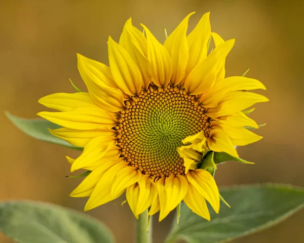 Не зовсім відкрита квітка соняшнику. Невелика глибина різкості — стокове фото