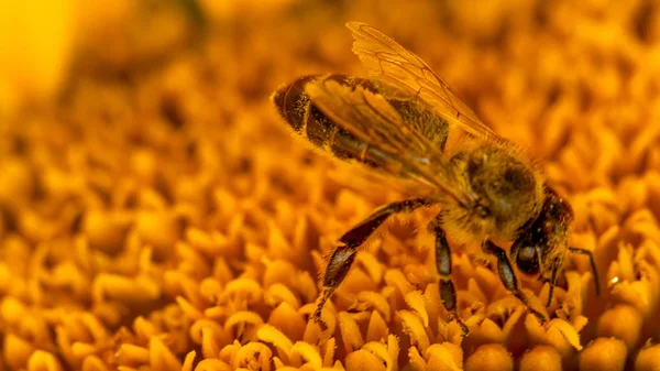 Biene im gelben Pollen, sammelt Sonnenblumennektar — Stockfoto