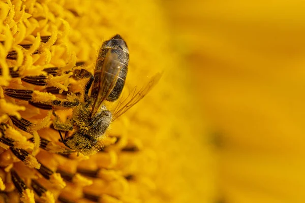 Abeja en un polen amarillo, recoge néctar de girasol —  Fotos de Stock