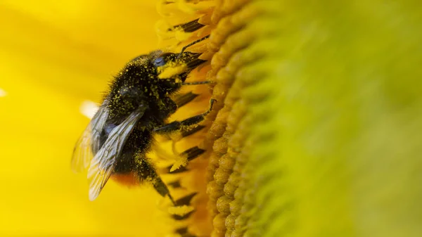 Bumblebee w żółtym pyłku, zbiera nektar słonecznika — Zdjęcie stockowe