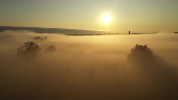 4K Політ над ранковим літнім лугом в тумані, красивий літній пейзаж, висока якість — стокове відео