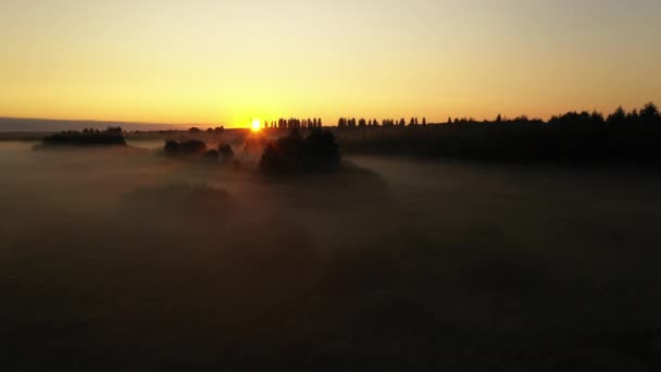 霧の中で朝の夏の草原の上を飛ぶ4k、美しい夏の風景、高品質 — ストック動画