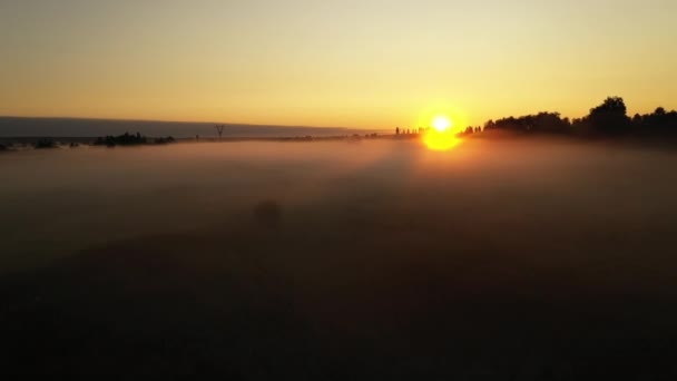 4K Volare sopra il prato estivo del mattino nella nebbia, bellissimo paesaggio estivo, di alta qualità — Video Stock