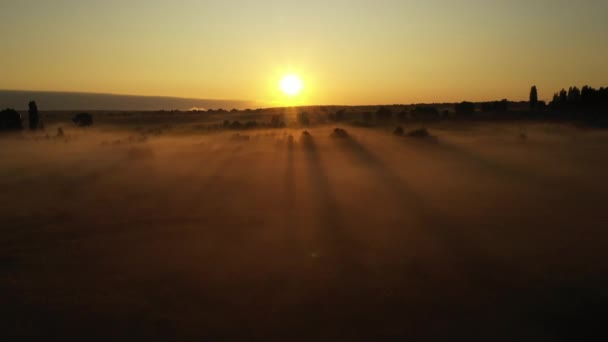 4k 在雾中飞越早晨的夏草甸，美丽的夏季风景，高品质 — 图库视频影像