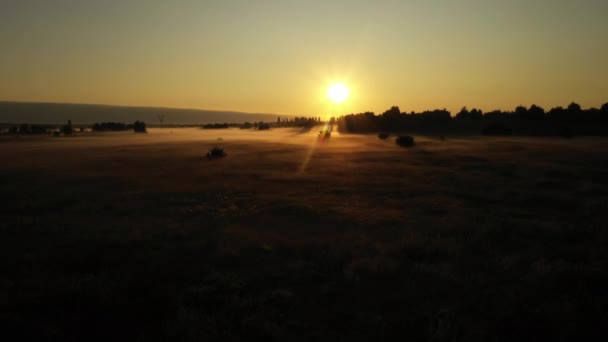 4K Latanie na łące letniej rano w mgle, piękny letni krajobraz, wysokiej jakości — Wideo stockowe