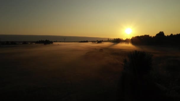 4K flyger över morgon sommarängen i dimman, vackert sommar landskap, hög kvalitet — Stockvideo
