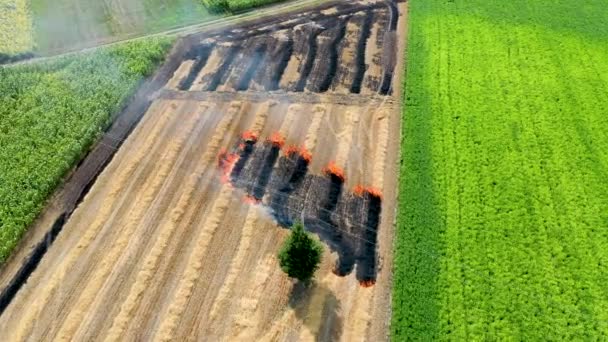 農家は植生残基の斜面を燃焼させ、土壌の肥沃度と環境劣化を低下させる。 — ストック動画