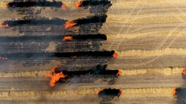 Os agricultores queimam encostas de resíduos vegetais, degradando assim a fertilidade do solo e a degradação ambiental — Vídeo de Stock