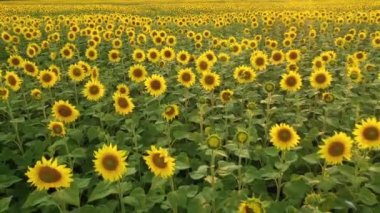 Ayçiçekleri ile tarlaların üzerinde uçan drone havadan görünümü