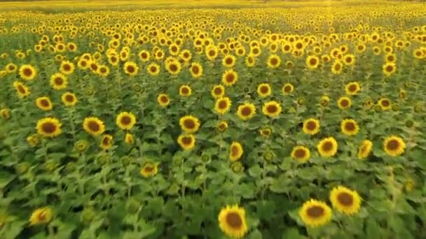 Vista aérea del dron volando sobre los campos con girasoles — Vídeos de Stock