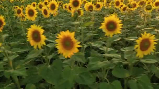 Luftaufnahme einer Drohne, die mit Sonnenblumen über die Felder fliegt — Stockvideo